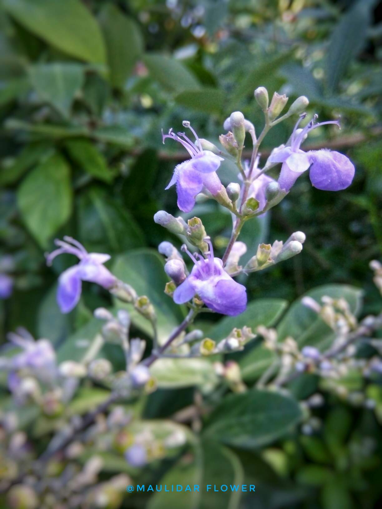https://s3.us-east-2.amazonaws.com/partiko.io/img/maulidar-wildflower-12-blue-forest-flowers-1531549348630.png