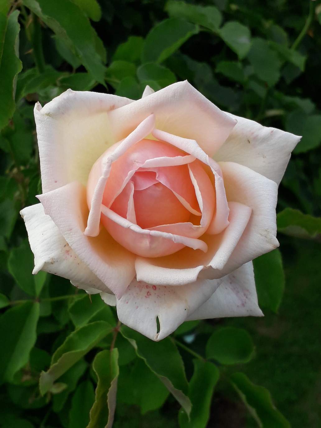 https://s3.us-east-2.amazonaws.com/partiko.io/img/mers-a-rose-is-a-rose-is-a-rose0hpvjp30-1535870352692.png