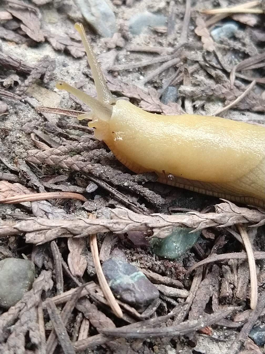 https://s3.us-east-2.amazonaws.com/partiko.io/img/metama-slug-life-1531937131950.png
