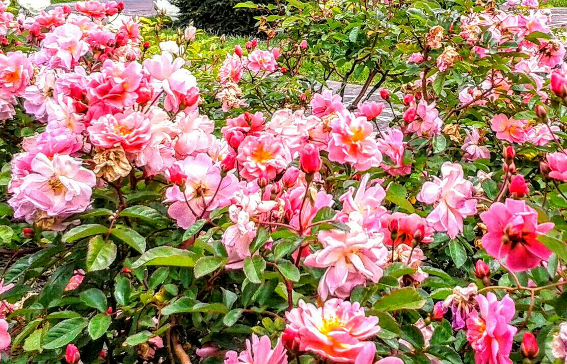 https://s3.us-east-2.amazonaws.com/partiko.io/img/newwork-rose-flowers-garden-coprfjtw-1536573544508.png