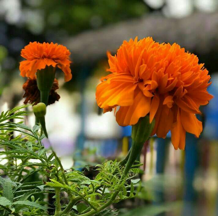 https://s3.us-east-2.amazonaws.com/partiko.io/img/rezalhok-my-flowers-the-beauty-of-gold-flowers-and-benefits-in-our-lives-1533883494297.png