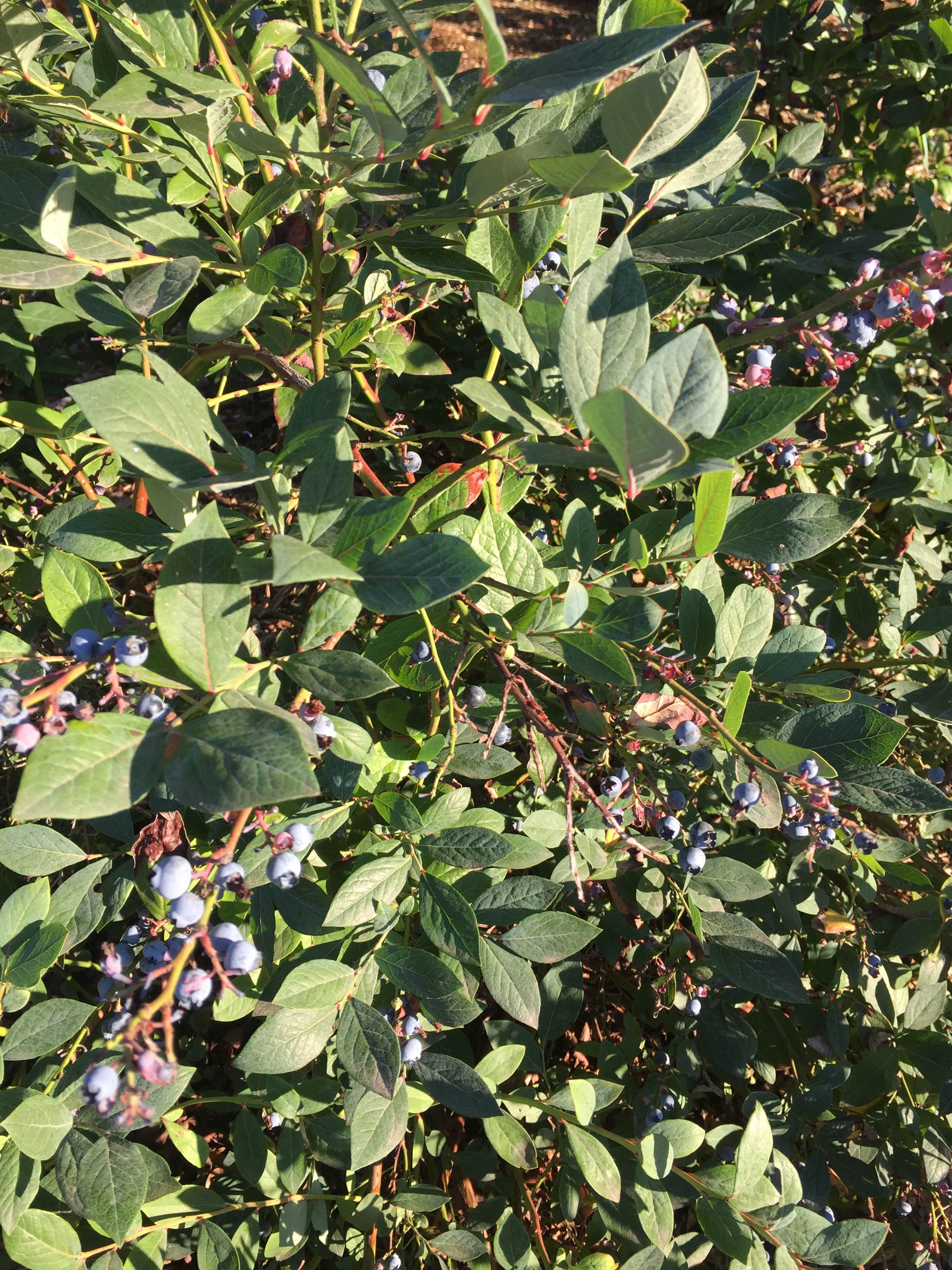 https://s3.us-east-2.amazonaws.com/partiko.io/img/roger5120-fresh-blueberriesjochk8mg-1535938295717.png