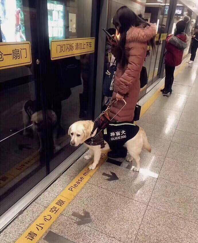 https://s3.us-east-2.amazonaws.com/partiko.io/img/sonia1105-guide-dog-did-not-feel-proud-of-its-work-ws69llvm-1542015249828.png