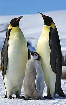 https://s3.us-east-2.amazonaws.com/partiko.io/img/sugarbon85-emperor-penguins-facts-1531830507600.png