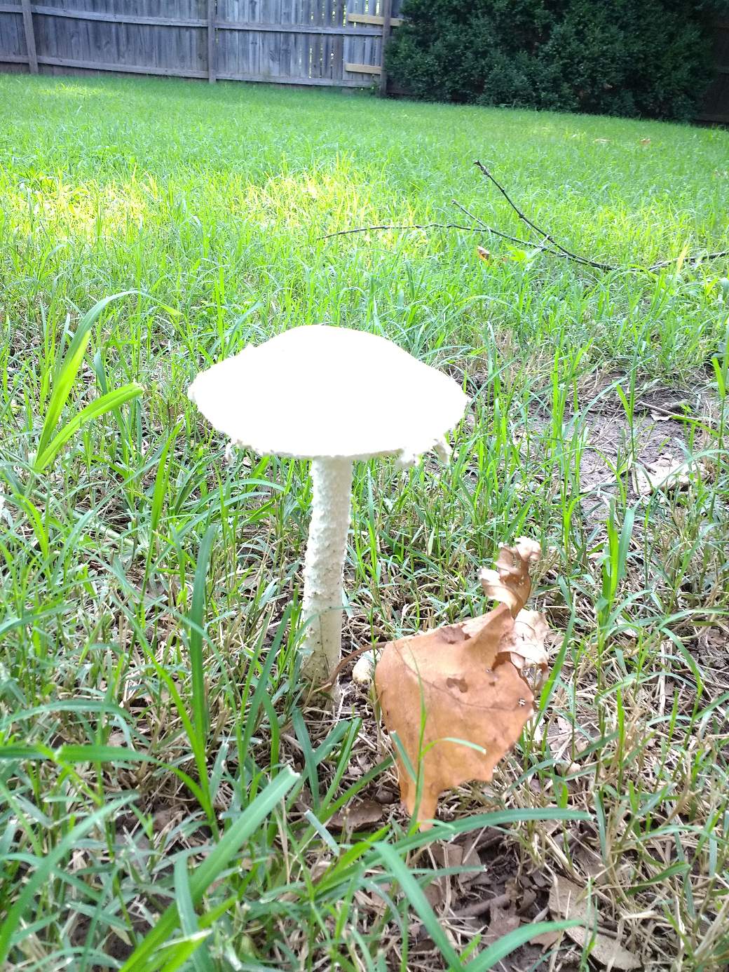 https://s3.us-east-2.amazonaws.com/partiko.io/img/sugarbon85-mushroom-in-our-backyardeeifcaub-1534863806429.png