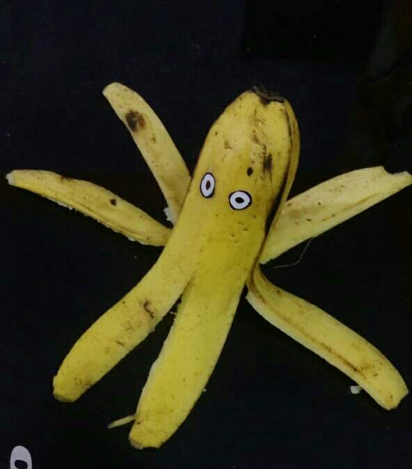 https://s3.us-east-2.amazonaws.com/partiko.io/img/sukha-banana-program-week-3-task---banana-octopus00yk13pk-1535780096309.png