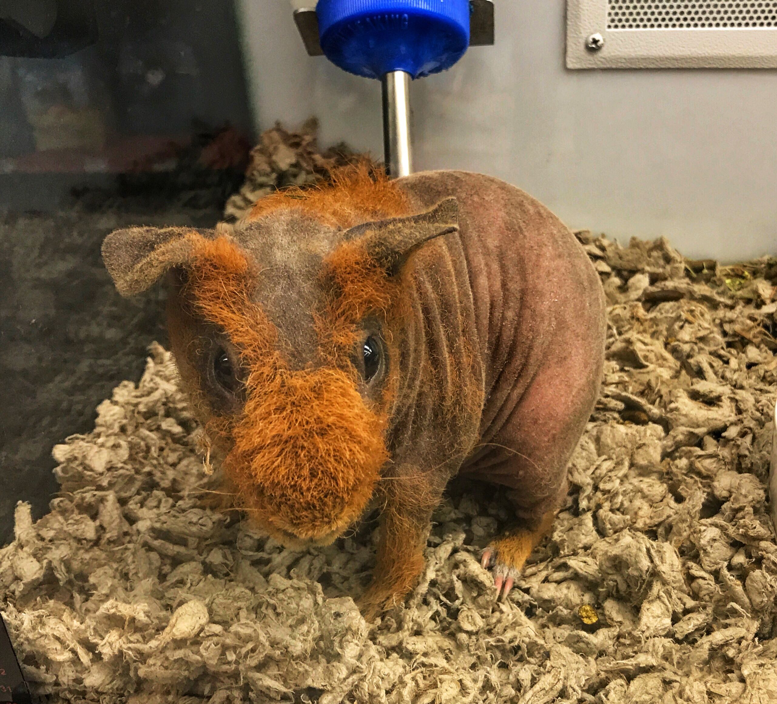 https://s3.us-east-2.amazonaws.com/partiko.io/img/thehoneys-would-you-cuddle-this-guy-va9ecexf-1537160088331.png