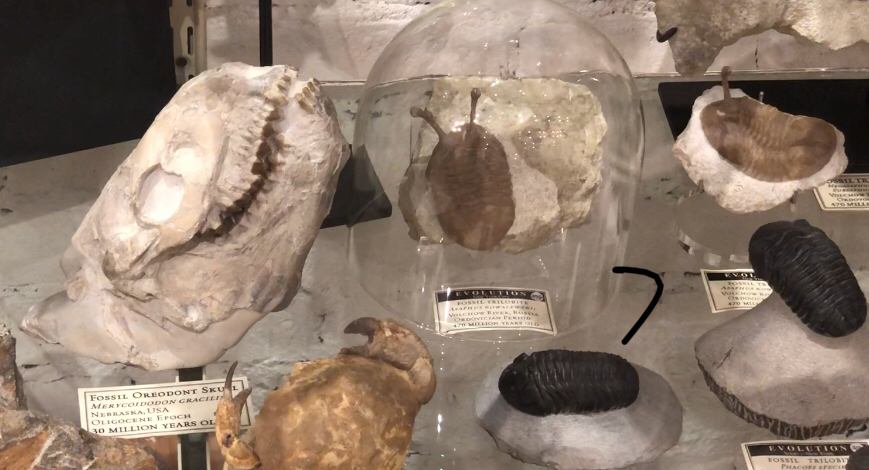 https://s3.us-east-2.amazonaws.com/partiko.io/img/trevonjb-oreodont-skull-28yegcjh-1538859829504.png
