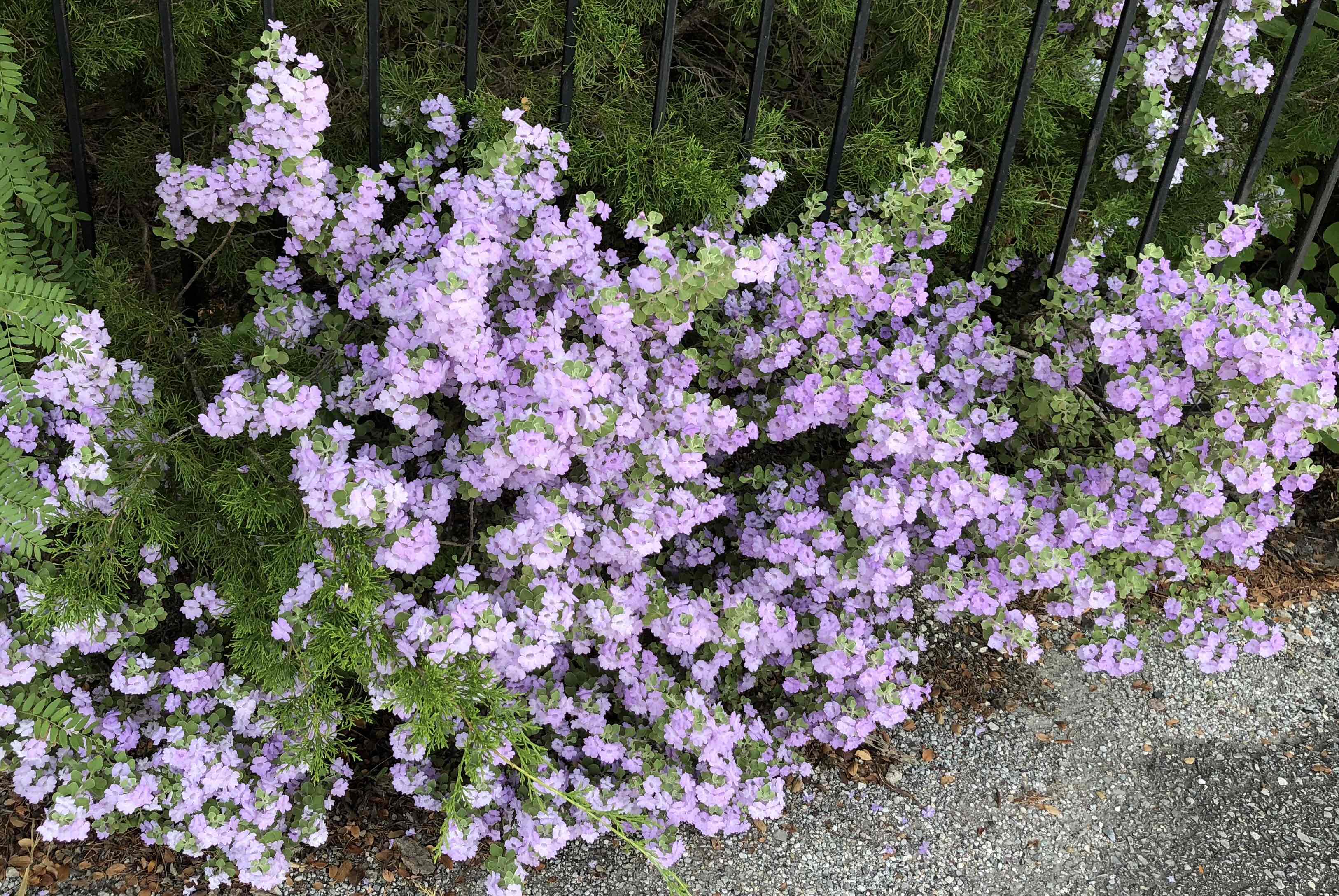 https://s3.us-east-2.amazonaws.com/partiko.io/img/violetmed-pretty-in-purplew0vmrbux-1535743709259.png