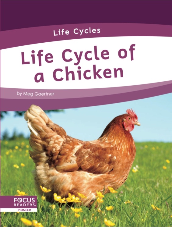 Life Cycle of a Chicken