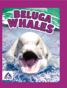 Beluga Whales