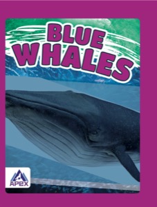 Blue Whales