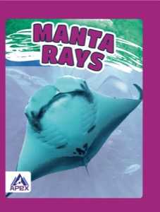 Manta Rays