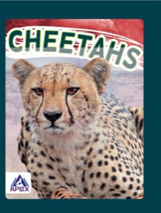 Cheetahs