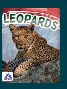 Leopards
