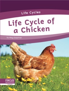 Life Cycle of a Chicken