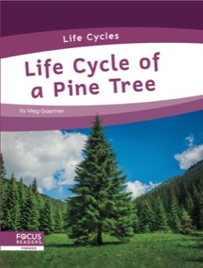 Life Cycle of a Pine Tree
