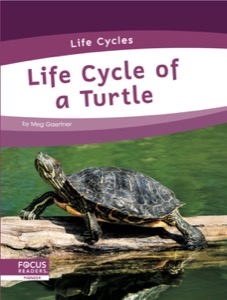 Life Cycle of a Turtle