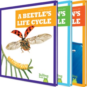 Life Cycles