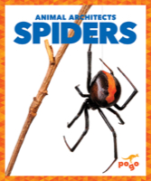 Spiders