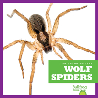 Wolf Spiders
