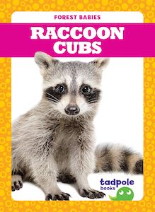 Raccoon Cubs
