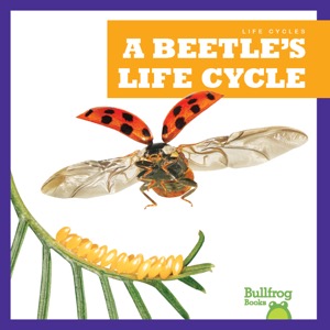 A Butterfly's Life Cycle