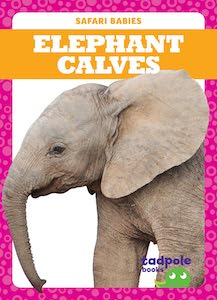 Elephant Calves