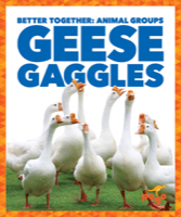 Geese Gaggles