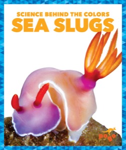 Sea Slugs