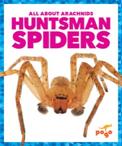 Huntsman Spiders