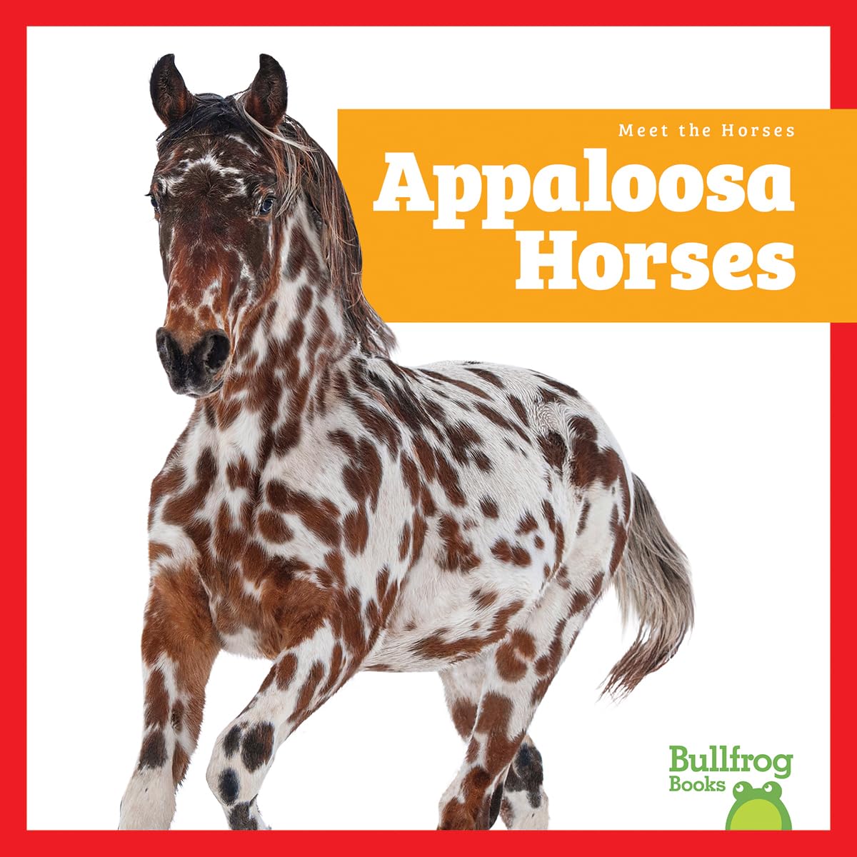 Appaloosa Horses (Meet the Horses)