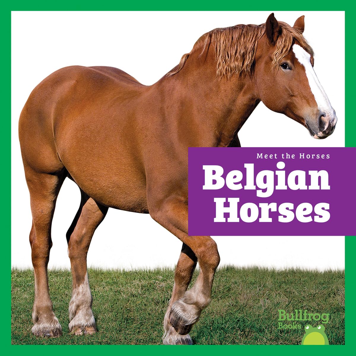 Belgian Horses (Meet the Horses)