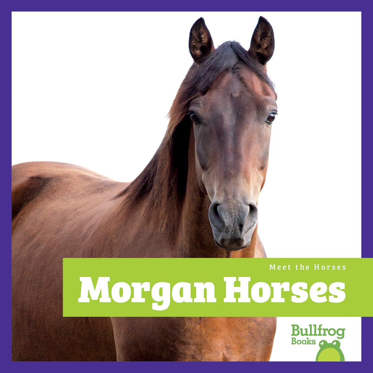 Morgan Horses (Meet the Horses)