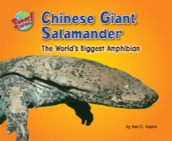 Chinese Giant Salamander