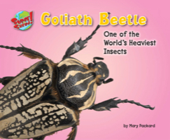 Goliath Beetle