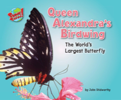Queen Alexandra's Birdwing