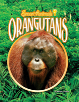 Orangutans