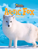 Arctic Fox
