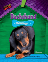 Dachshund