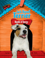 Jack Russell Terrier
