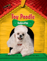 Toy Poodle