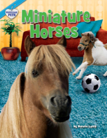Miniature Horses