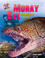 Moray Eel