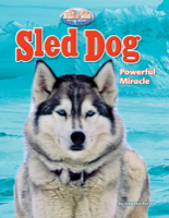 Sled Dog