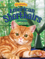 American Shorthairs