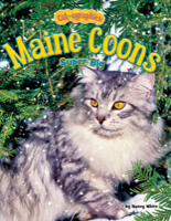 Maine Coons