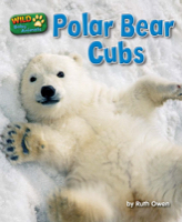 Polar Bear Cubs