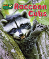Raccoon Cubs