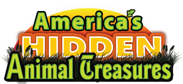 America's Hidden Animal Treasures